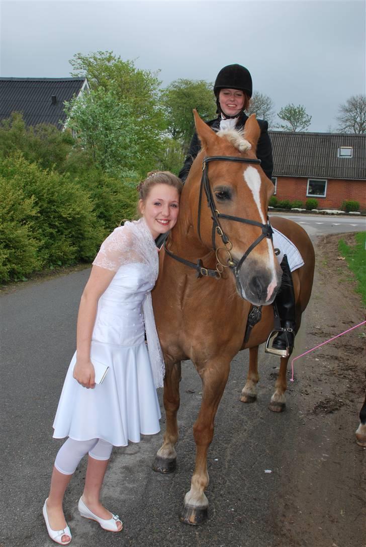 Haflinger Herkules - sendt hjem :/ - Da han kom til kirken til min konfirmation. Jeg var så glad, at jeg begyndte at græde :´) Foto: Far billede 4