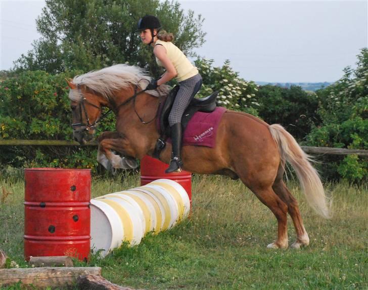 Haflinger Herkules - sendt hjem :/ - Spring på Sindbjerg ridelejr 09! :D Foto: Mathilde billede 5