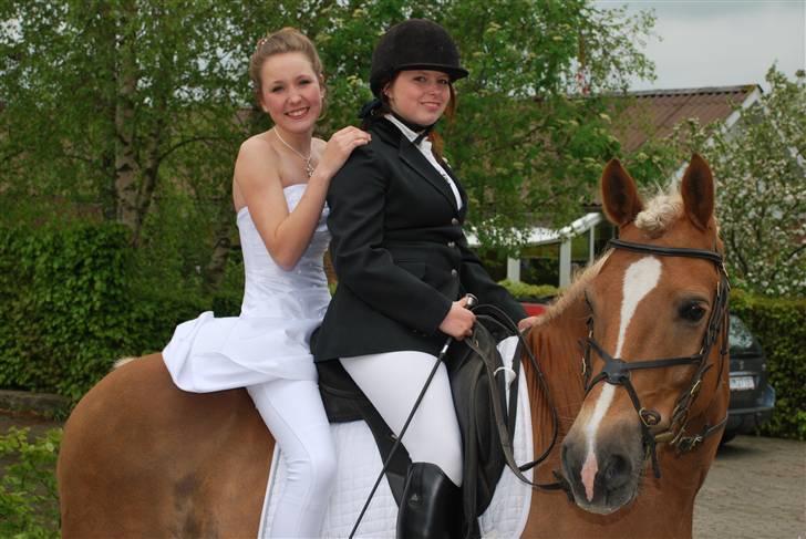 Haflinger Herkules - sendt hjem :/ - Og da vi så var kommet hjem :´) Foto: Far billede 6