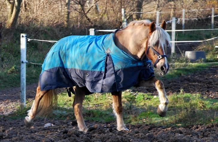 Haflinger Herkules - sendt hjem :/ - Som man dog kan 8D Foto: Nanna billede 7