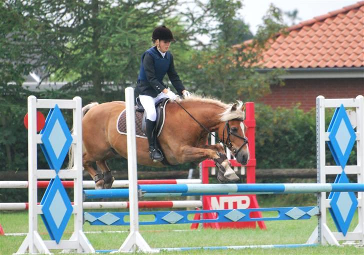 Haflinger Herkules - sendt hjem :/ - Lc i NTR! :D Foto: Ida Vangsgaard (IdaV) billede 8