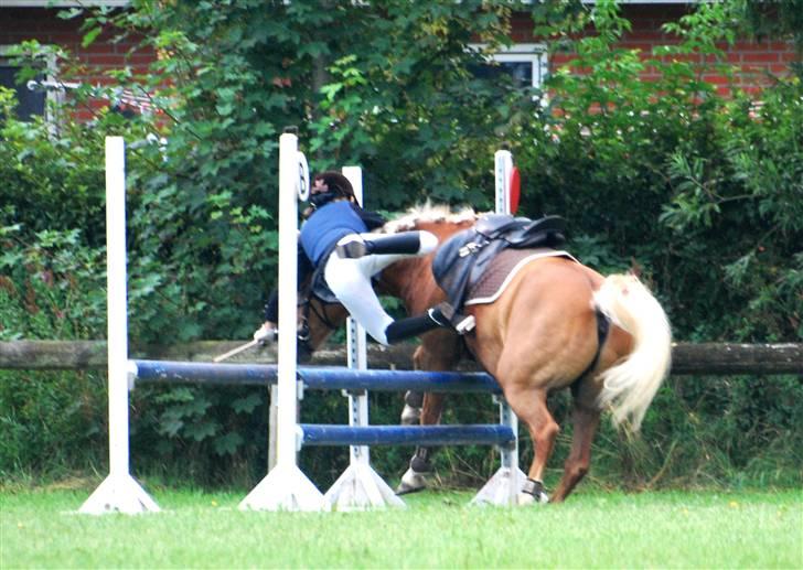 Haflinger Herkules - sendt hjem :/ - 1, 2, 3 - Camilla hun faldt af! xD Foto: Ida Vangsgaard (IdaV) billede 9