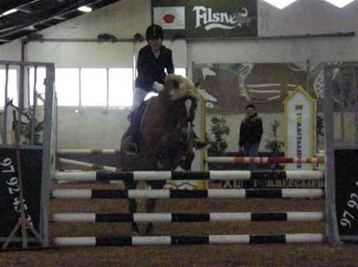 Haflinger Herkules - sendt hjem :/ - LC i STH :D Foto: Marie billede 10