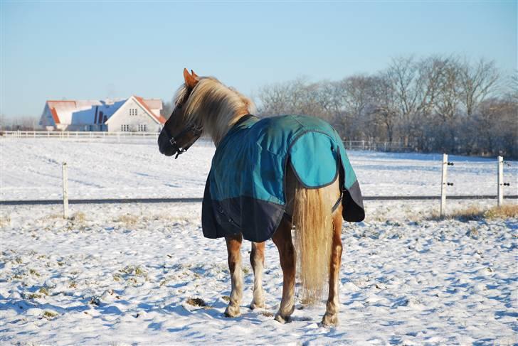 Haflinger Herkules - sendt hjem :/ - Fede i sne ;D Foto: Mig billede 11