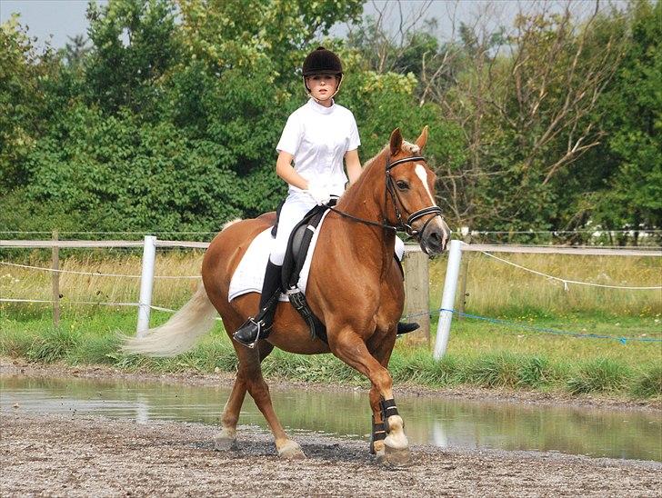 Haflinger Herkules - sendt hjem :/ - Opvarmning til stævne i Nordthy. Foto: Ida billede 12
