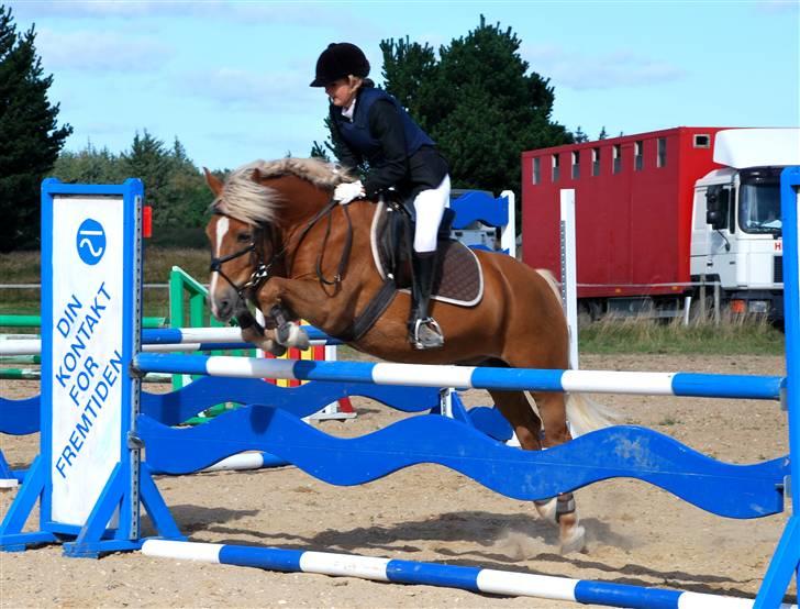 Haflinger Herkules - sendt hjem :/ - Hr. Kulle til stævne :D Foto: Far billede 13