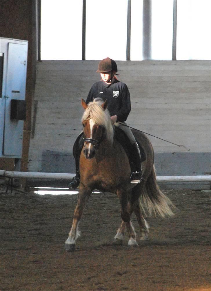 Haflinger Herkules - sendt hjem :/ - Raaauuuw 8D Rider med Amalie. Foto: Mig billede 14