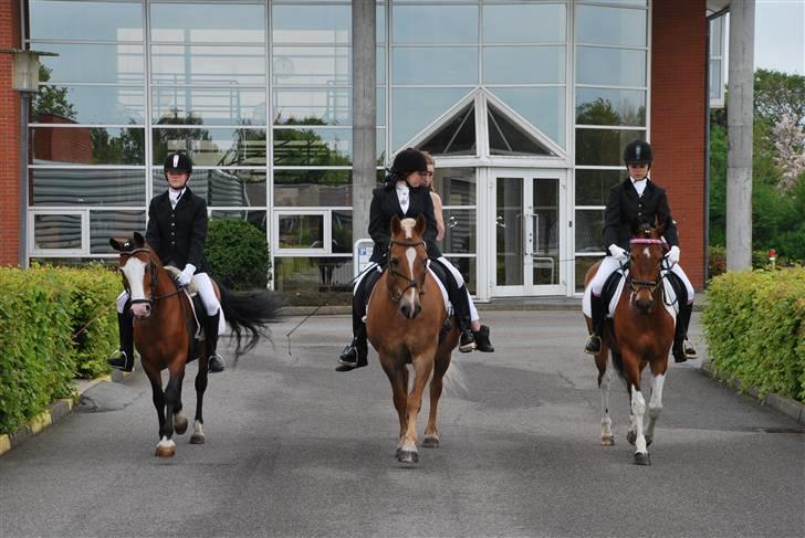 Haflinger Herkules - sendt hjem :/ - Kulle, Lady Sky & Casanova - Mai, Emma, Amalie & mig på vej hjem fra kirken :D Foto: Far billede 15