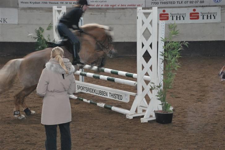 Haflinger Herkules - sendt hjem :/ - Til kursus ved Tina Lund :D (Billedet er valgt, fordi Tina er med på det xD) Foto: Nanna billede 16
