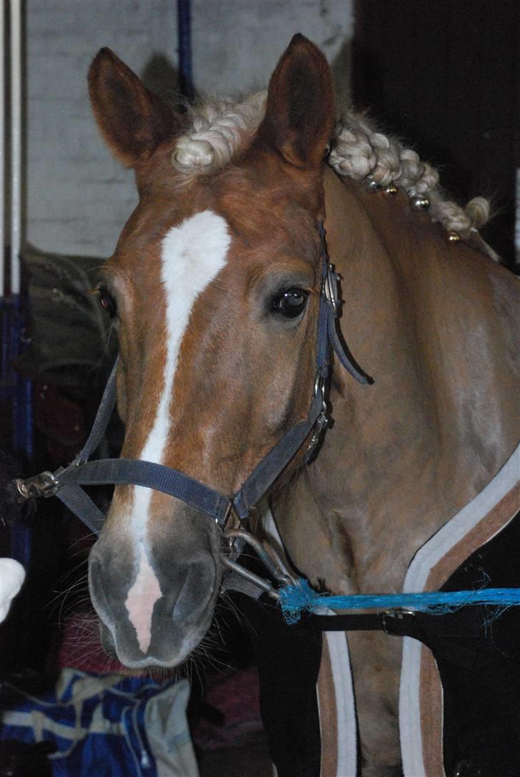 Haflinger Herkules - sendt hjem :/ - Lille spejl på væggen der; Hvem er smukkest i landet her? ;D Foto: Mig billede 17