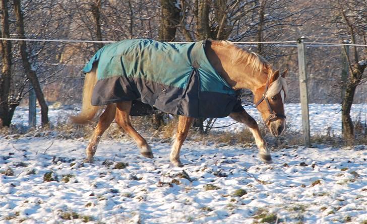 Haflinger Herkules - sendt hjem :/ - Kulle i sne :D Foto: Mig billede 18
