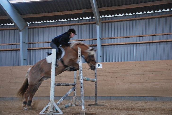 Haflinger Herkules - sendt hjem :/ - Springning efter min lange pause fra ridning. Foto: Amalie billede 19