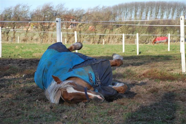 Haflinger Herkules - sendt hjem :/ - Kulle tager sig lige en lille ruller på folden ;D Foto: Mig billede 20