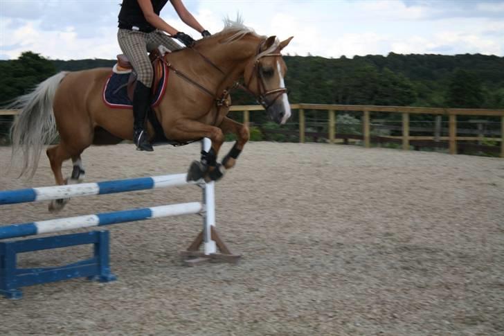 Palomino Golden Casanova (Himmelhest) - Gule og jeg der springer, smukke pony (; Taget af mester fotograf FJ photoes billede 9
