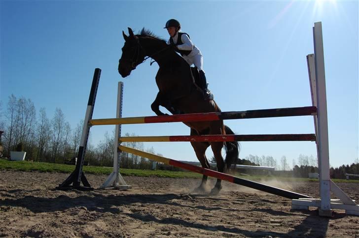 Dansk Varmblod Corinna (Solgt) billede 16