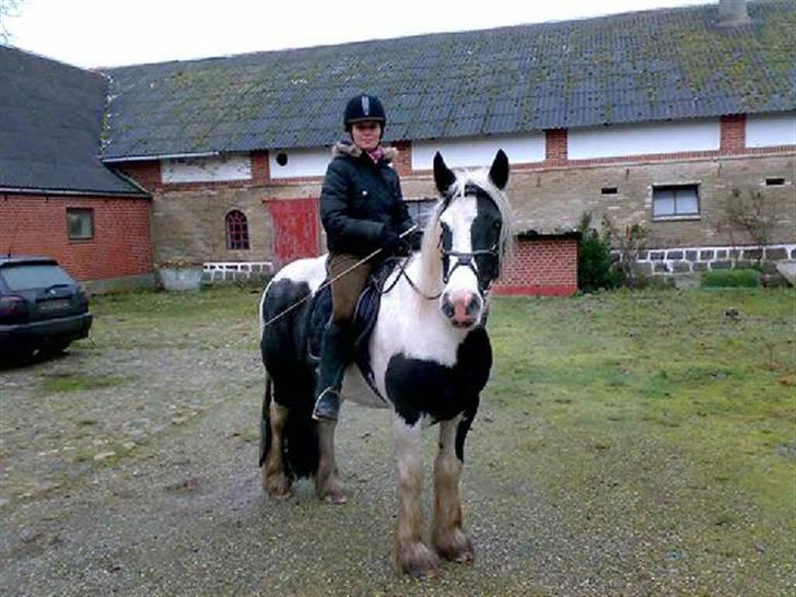 Tinker sorraia  billede 14