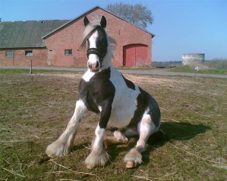 Tinker sorraia  billede 15