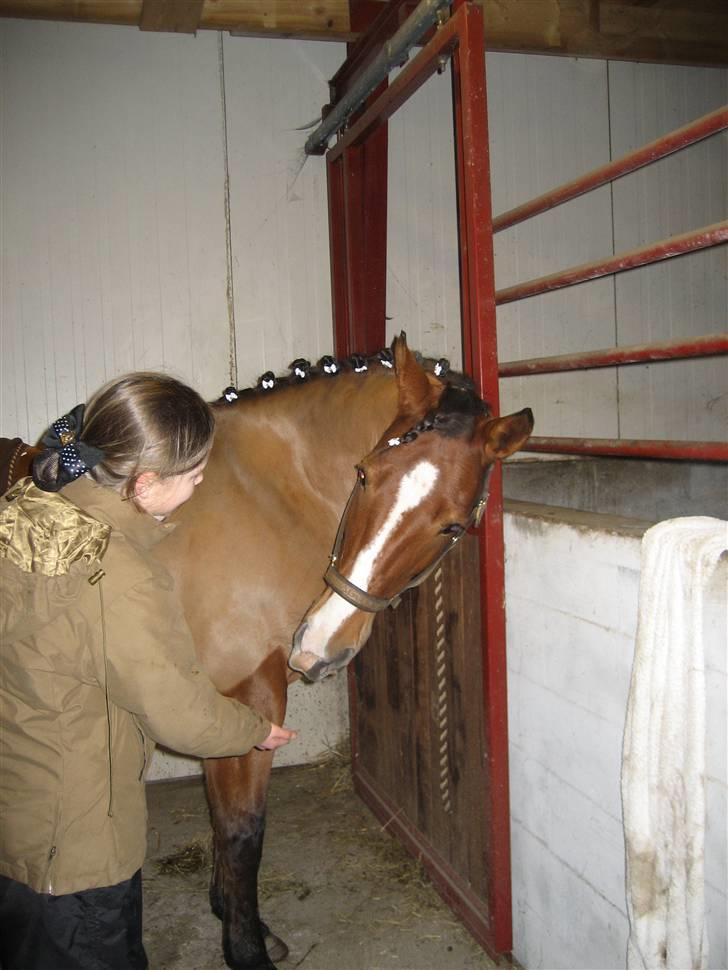 Anden særlig race Chili Con Carne - Lige da Chili er færdig med at blive flettet :D <3 billede 13