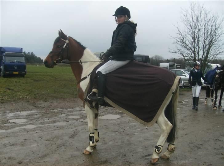 Anden særlig race Elmelunds Dalton- Søsters - Til stævne i Horsens billede 11