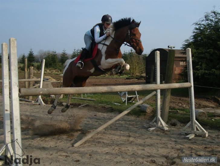 Anden særlig race Elmelunds Dalton- Søsters - Springtræning på Gården :D billede 17