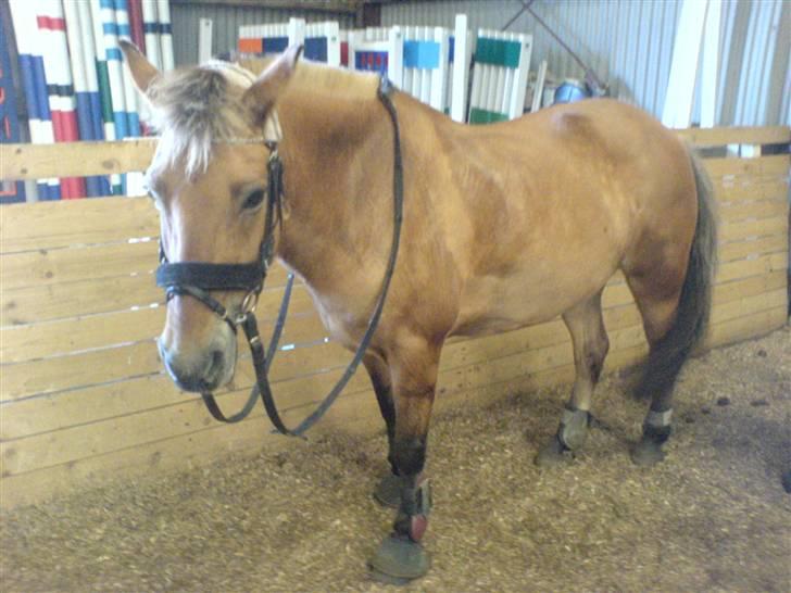 Anden særlig race beauty-hjemme hos ejer billede 9