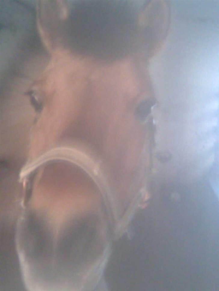 Anden særlig race beauty-hjemme hos ejer billede 10