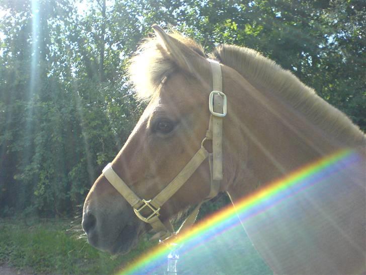 Anden særlig race beauty-hjemme hos ejer billede 11