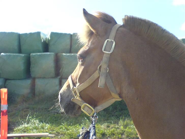 Anden særlig race beauty-hjemme hos ejer billede 12