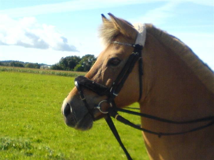 Anden særlig race beauty-hjemme hos ejer billede 13