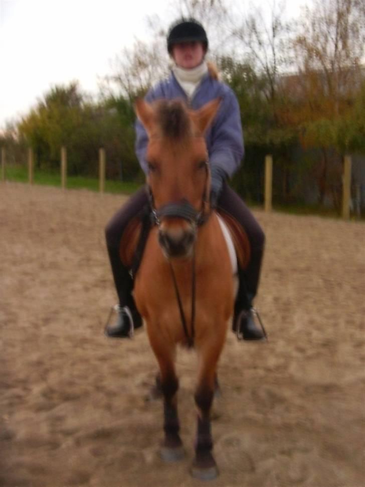 Anden særlig race beauty-hjemme hos ejer billede 14