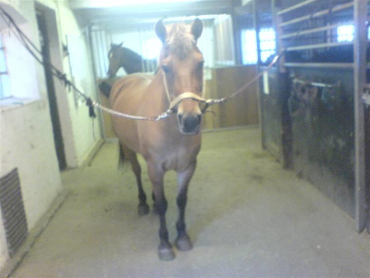 Anden særlig race beauty-hjemme hos ejer billede 15