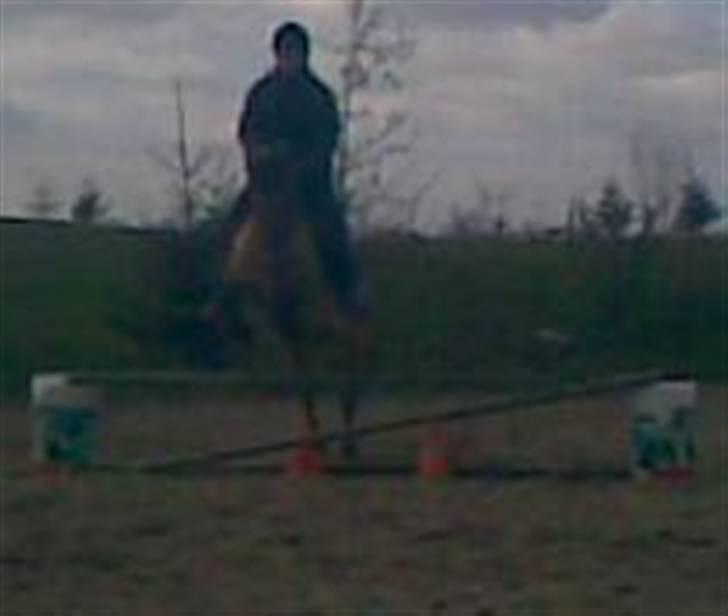 Anden særlig race beauty-hjemme hos ejer billede 16