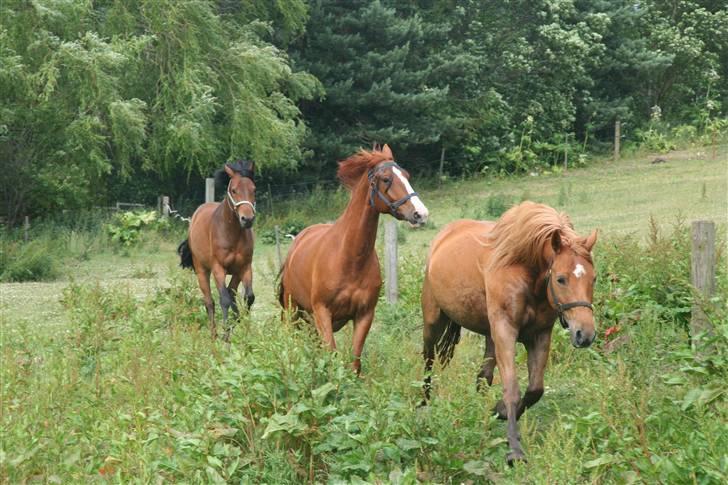 Frederiksborg Kenzo billede 5