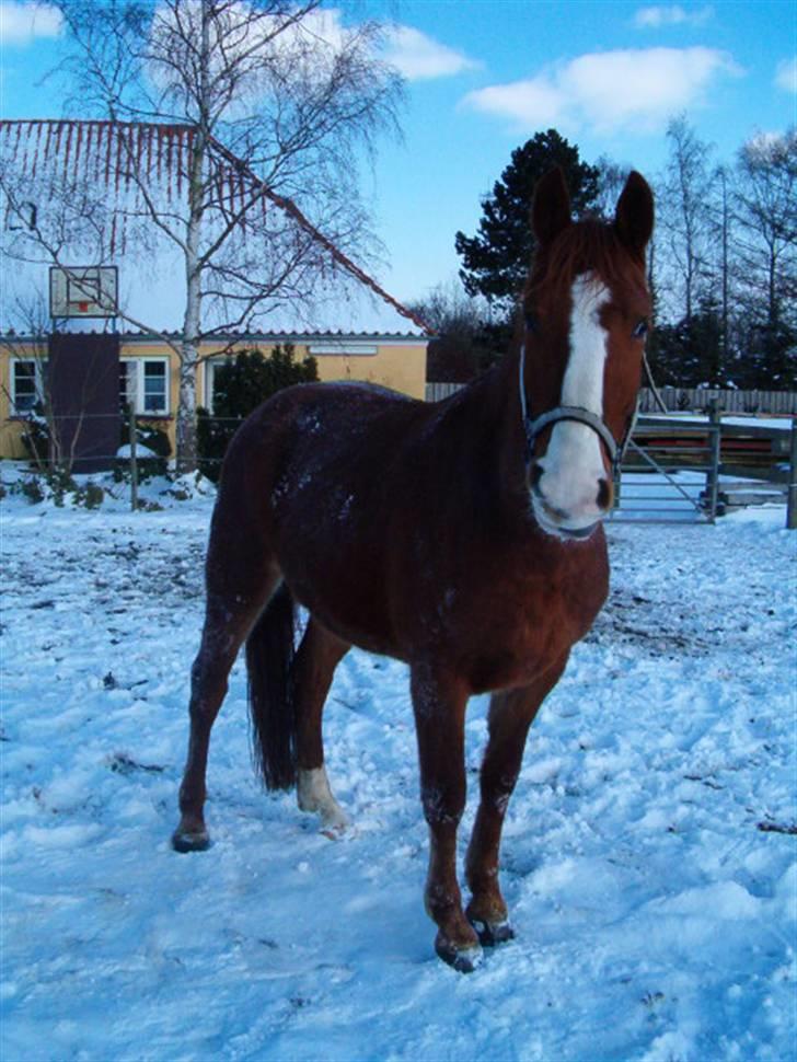 Frederiksborg Kenzo billede 7