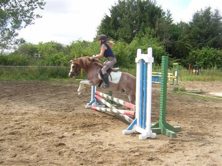 Welsh Mountain (sec A) Tim <3 Gl. part billede 11