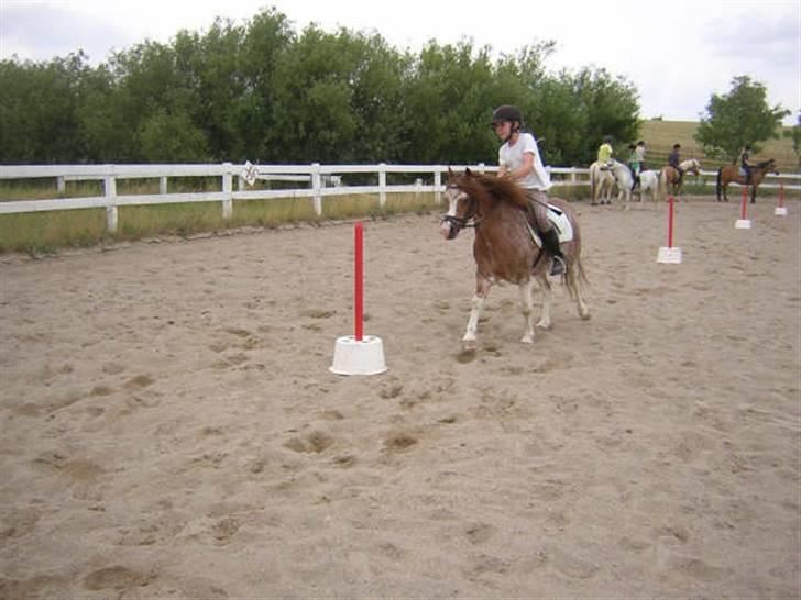 Welsh Mountain (sec A) Tim <3 Gl. part billede 13