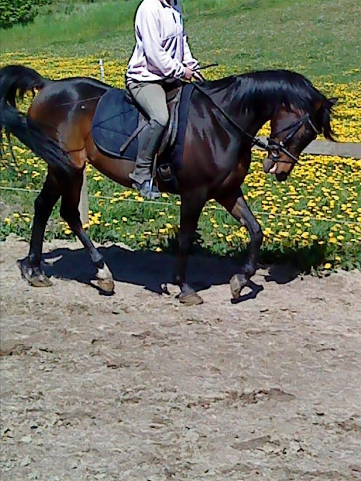 Arabisk fuldblod (OX) Ta halim's surprise(SOLGT) - fik lige øje på noget billede 1