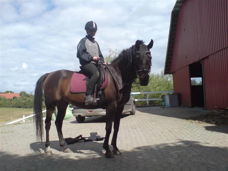 Arabisk fuldblod (OX) Ta halim's surprise(SOLGT) billede 2