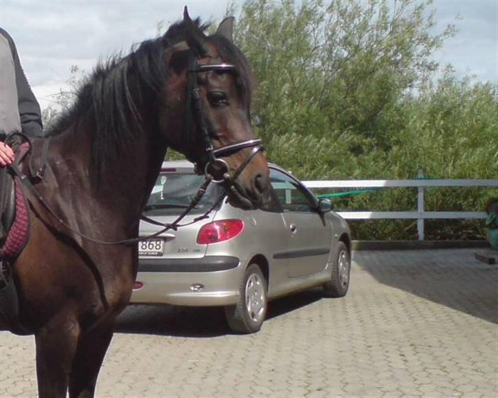 Arabisk fuldblod (OX) Ta halim's surprise(SOLGT) billede 3