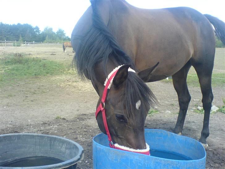 Arabisk fuldblod (OX) Ta halim's surprise(SOLGT) - kort tid efter vi Købte hende billede 4