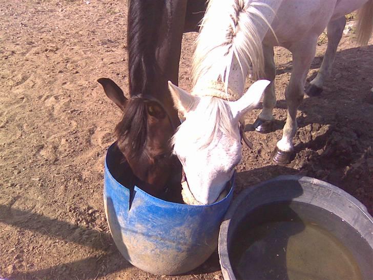 Arabisk fuldblod (OX) Ta halim's surprise(SOLGT) - min heste og "min mors hest" billede 5
