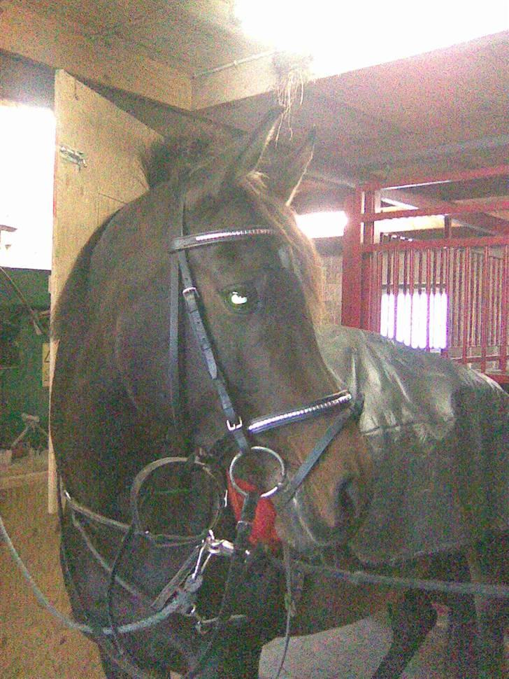 Arabisk fuldblod (OX) Ta halim's surprise(SOLGT) - sødt ikk billede 6