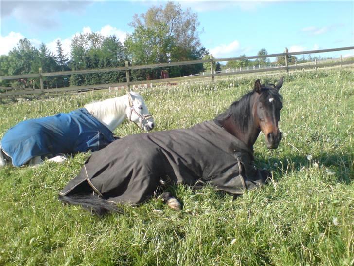 Arabisk fuldblod (OX) Ta halim's surprise(SOLGT) - er de ikk søde .? billede 7