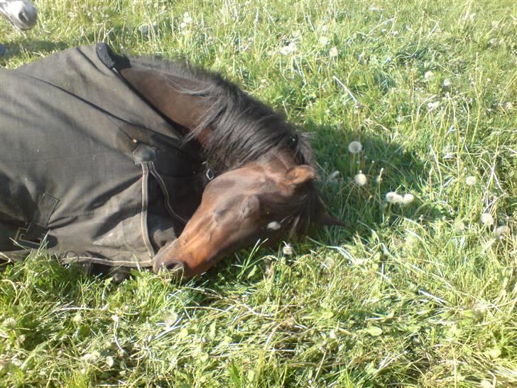 Arabisk fuldblod (OX) Ta halim's surprise(SOLGT) - hun puttet i græsset billede 8