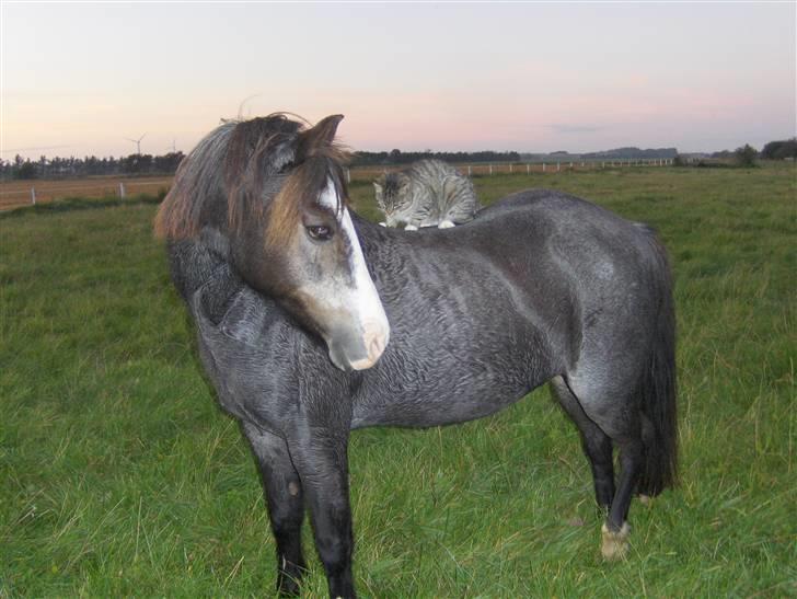 Anden særlig race Sprite † - Sprite og Perle 2008.09.20 billede 19