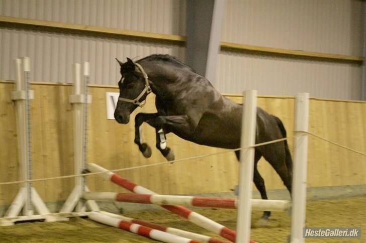 New Forest Kikkenberg's Rikki *SOLGT - *Nyt* Løsspringning d. 21 november . billede 18