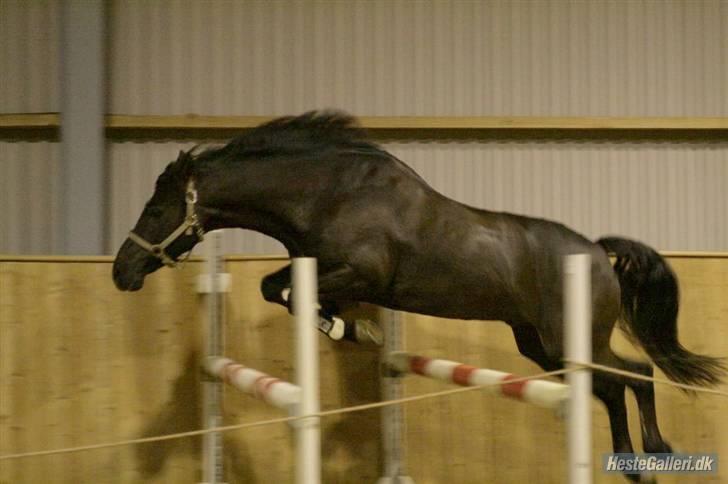 New Forest Kikkenberg's Rikki *SOLGT - *Nyt* Løsspringning d. 21 november . billede 19