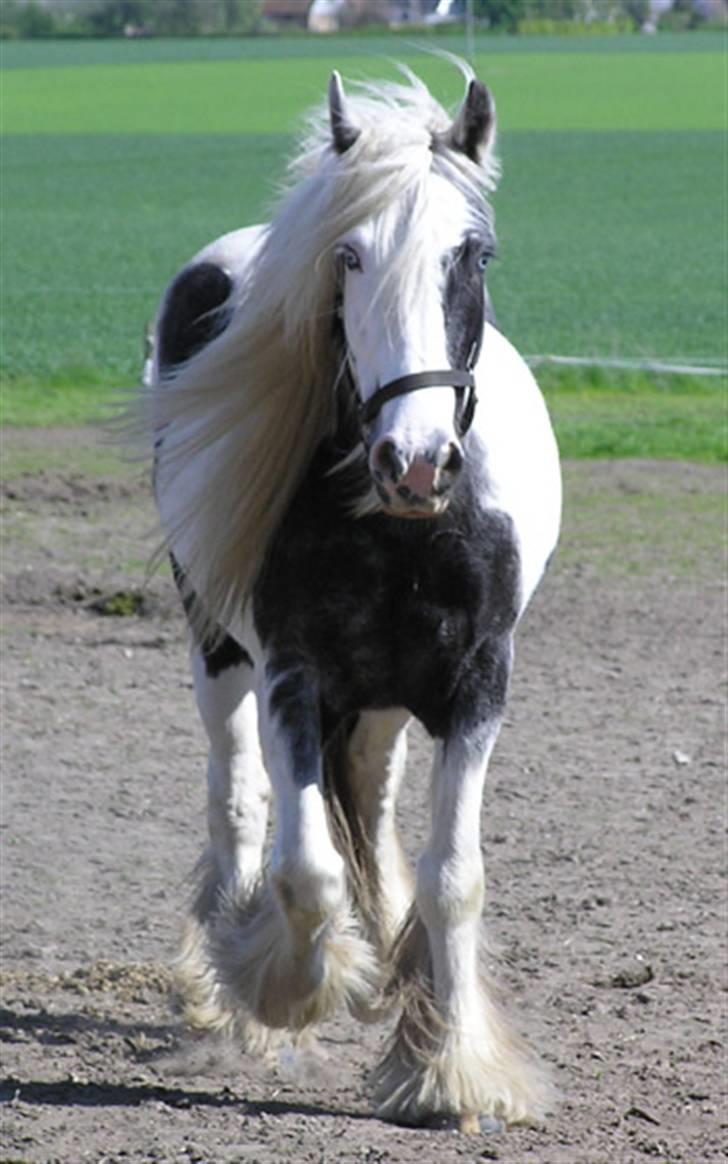 Tinker Holms Carona billede 1