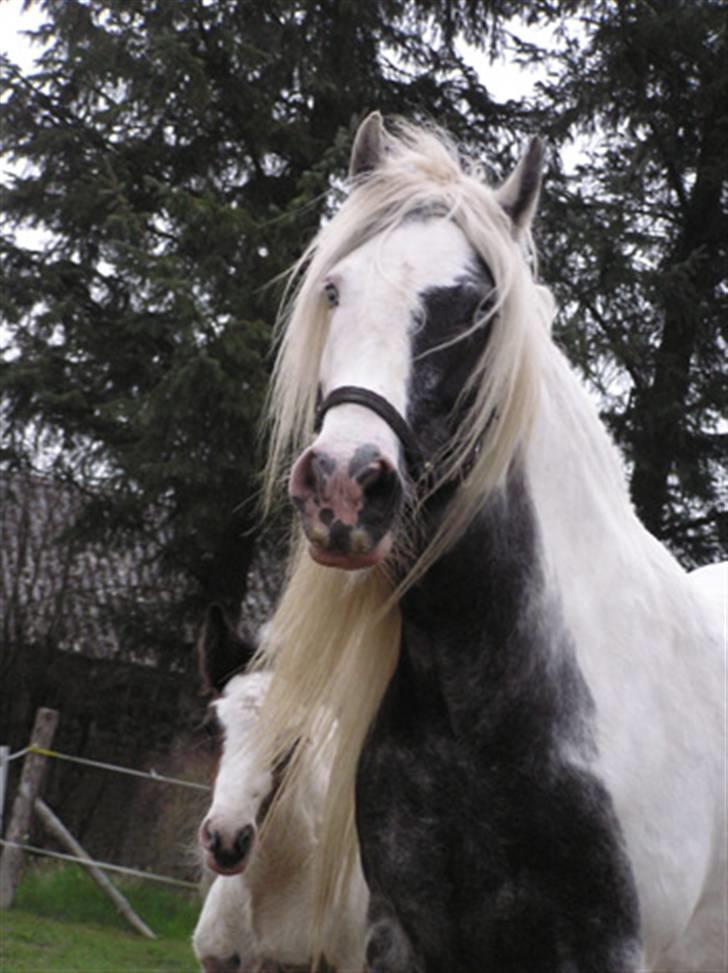 Tinker Holms Carona billede 2