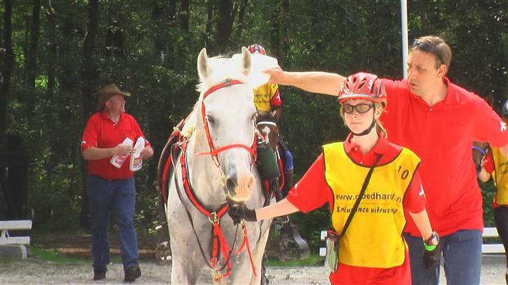 Shagya Araber (SH) Cargash - På vej ind til vet. :D billede 14